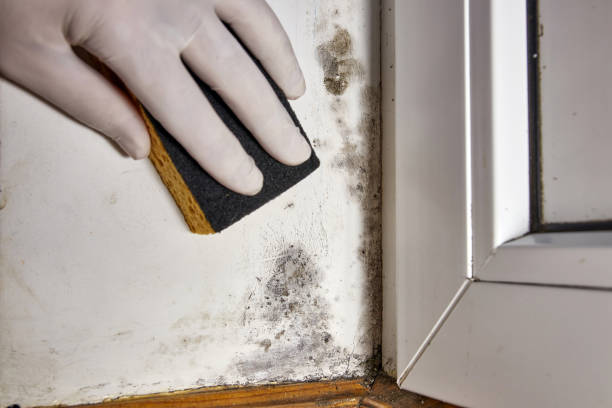 Best Dehumidification Services  in Andale, KS